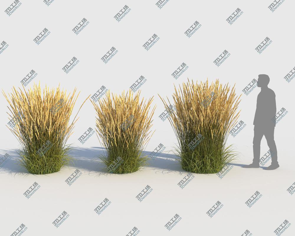 images/goods_img/202104022/Calamagrostis Grass (-GrowFX) model/4.jpg